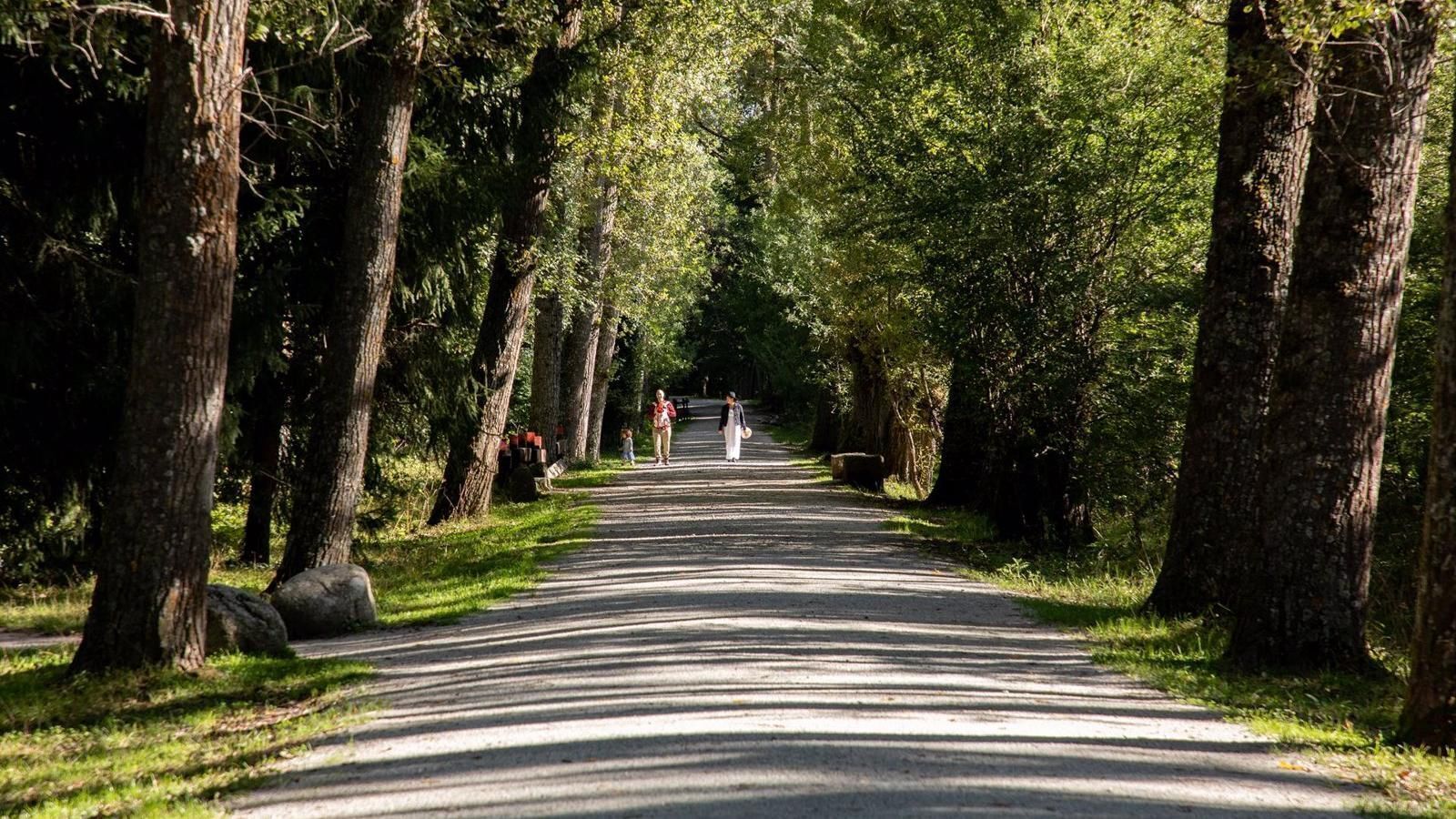 El polen de cipreses y arizónicas dispara los niveles en Madrid con picos altos en febrero