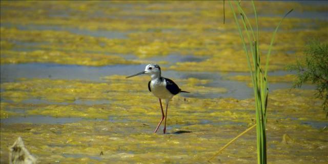 La laguna de Meco, de polígono industrial a vergel de biodiversidad