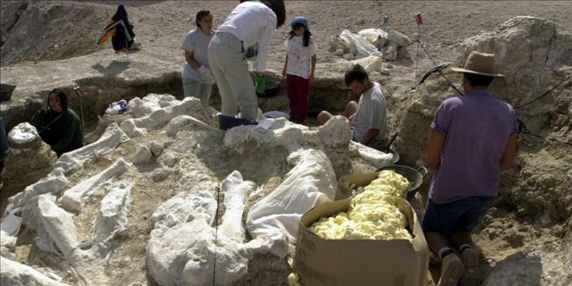 Extraen el mayor esqueleto de jirafa fósil de España en un yacimiento de Torrejón de Velasco