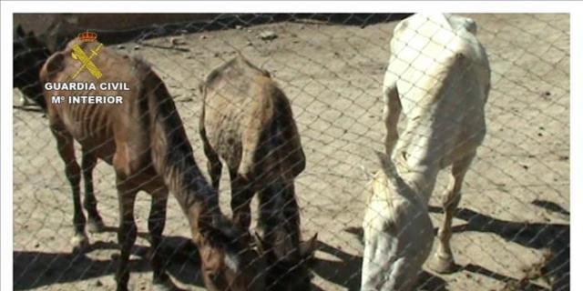 Detenido por maltratar caballos