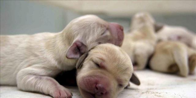 Inmovilizados en Barajas 73 cachorros que no tenían edad para ser trasladados