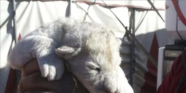 Roceño, un nuevo ejemplar de león blanco nacido en un circo