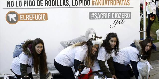 "A cuatro patas" contra el sacrificio de animales abandonados
