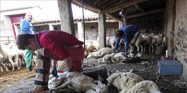 El renacer de los esquiladores de ovejas