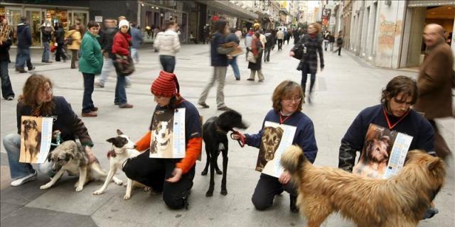 Alcorcón prepara una nueva campaña de acogida de animales de cara al otoño