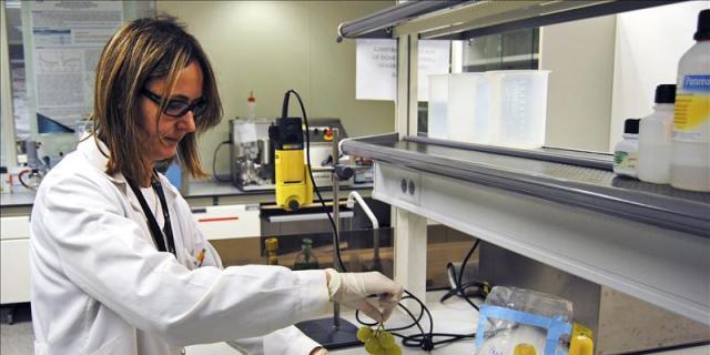 La Comunidad aumentará un 28 por ciento los fondos para las becas de investigación alimentaria