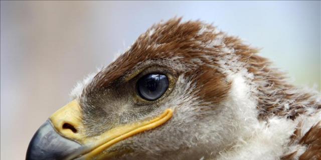 Robledo acerca la figura del Águila Imperial Ibérica