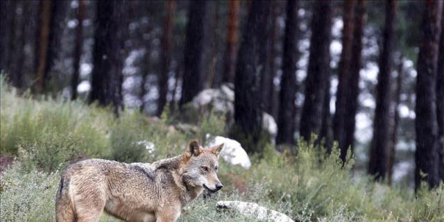 Investigan la causa de la muerte de un lobo en la sierra de Madrid