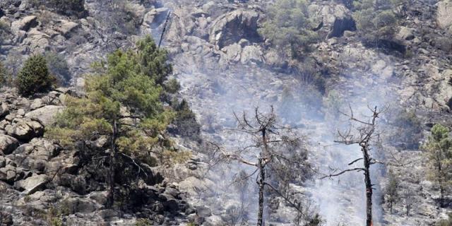 Robledo replanta medio millar de árboles en la zona asolada por incendio en 2012
