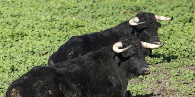 La oposición en Coslada critica en bloque la consulta popular sobre los toros