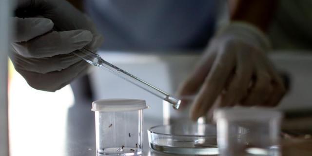 Cuatro embarazadas con Zika en Madrid, once en toda España