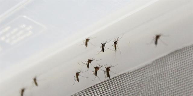 Ya hay 29 casos de Zika en la Comunidad de Madrid