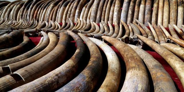 Incautan 74 colmillos de elefante africano, en peligro de extinción