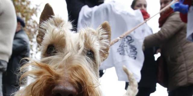 Las Rozas pone en marcha una campaña contra el abandono de mascotas