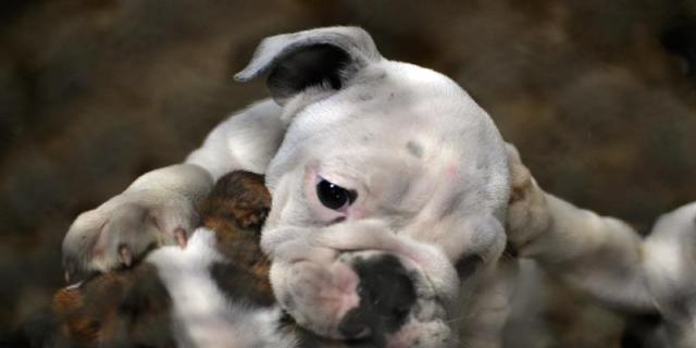 Campaña para la adopción de animales abandonados en Alcalá de Henares