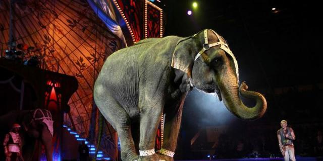 Móstoles, ciudad libre de circos en los que se empleen animales