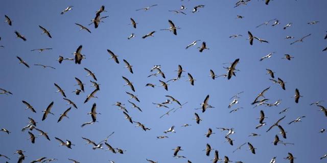 Alcalá de Henares hará un comedero de cigüeñas por el cierre del vertedero