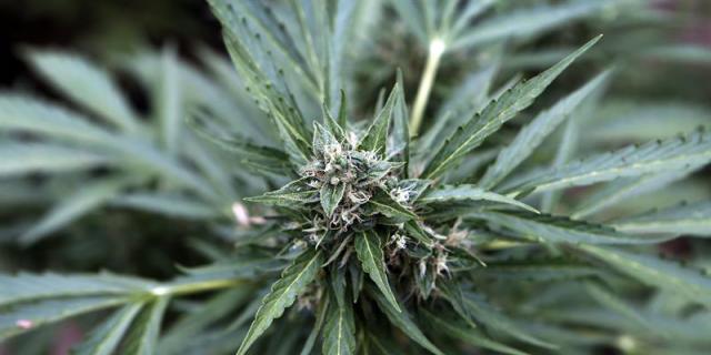 Dos detenidos en Chinchón por tener en un vivero 2.722 plantas de marihuana