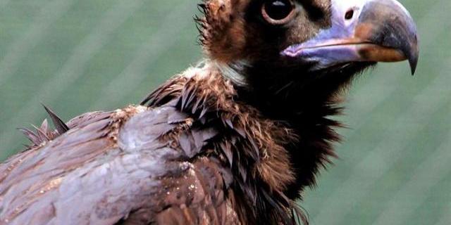 Más ayudas para los ganaderos que pierdan animales por los lobos o buitres