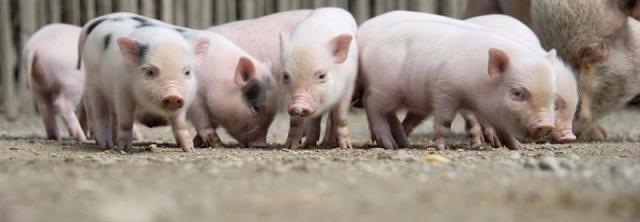 Cerdos vietnamitas abandonados deambulan entre basura en Pelayos de la Presa