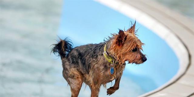 Los perros de San Martín de la Vega se dan un chapuzón por la protección animal