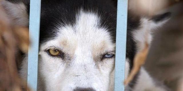 Arganda del Rey acoge su I Jornada por la adopción de los perros y el deporte