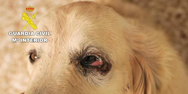 El Observatorio de Violencia Hacia los Animales premia a la Policía de Fuenlabrada