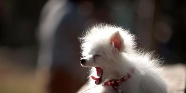 Boadilla instala un circuito de agilidad para perros en parques municipales