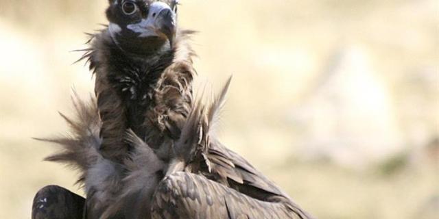 Una cámara permite seguir la vida de una pareja de buitres negros en Madrid