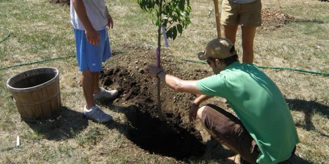 El Ayuntamiento de Getafe planta cerca de 500 árboles para filtrar partículas