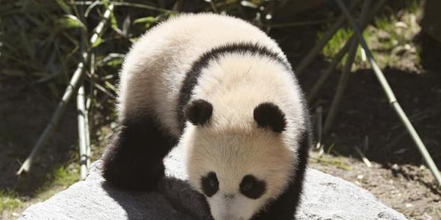 La reina Sofía amadrina a Chulina, la nueva osa panda del zoo de Madrid