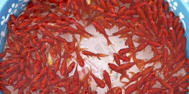 Detectan un pez de una especie invasora oriental en una cantera de Alpedrete