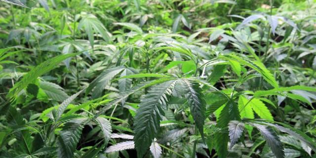 La Guardia Civil incauta 1.300 plantas de marihuana en una casa de Soto del Real