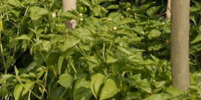 San Lorenzo sorteará cerca de una treintena de huertos sociales municipales