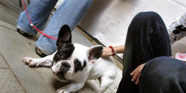 Torrelodones acogerá por primera vez un concurso nacional de perros