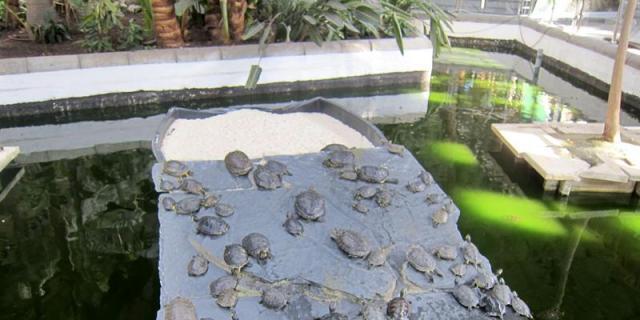 Adif traslada las tortugas de Atocha al Centro de Fauna de Navas del Rey