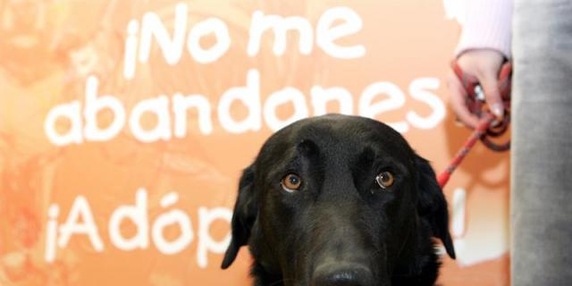 Cs celebra la construcción de un centro de protección animal en Boadilla