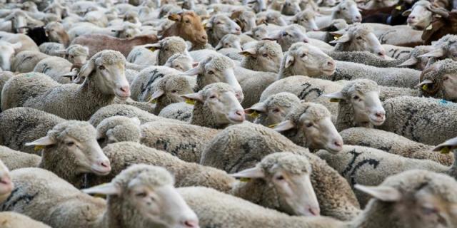 Más de mil ovejas llegan a Guadarrama en su camino a Picos de Europa