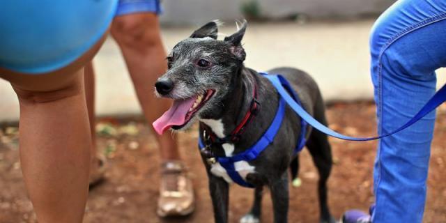 Guadarrama ayudará en el acogimiento de mascotas de las familias desplazadas