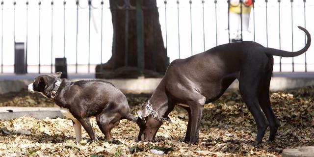 Cs Boadilla propone adaptar las fuentes para las mascotas
