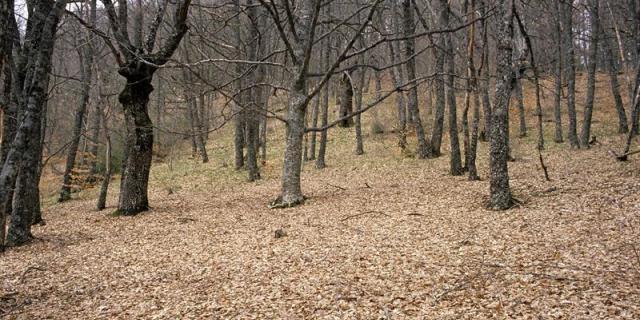 Más de cien de plantas medicinales en la Sierra del Rincón