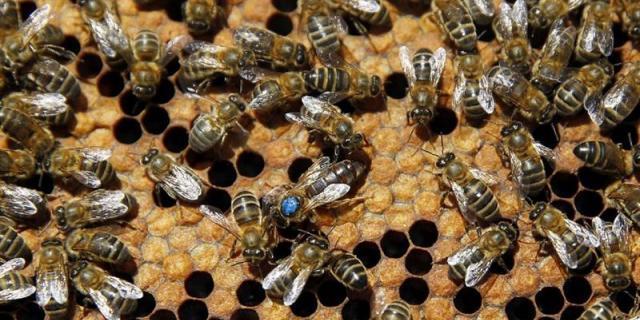 Récord de intervenciones de los bomberos por presencia de enjambres de abejas