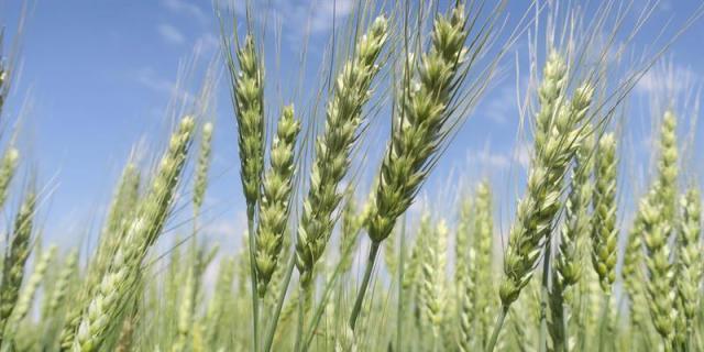 La UAM participa en un estudio sobre gestión de barbechos para proteger aves