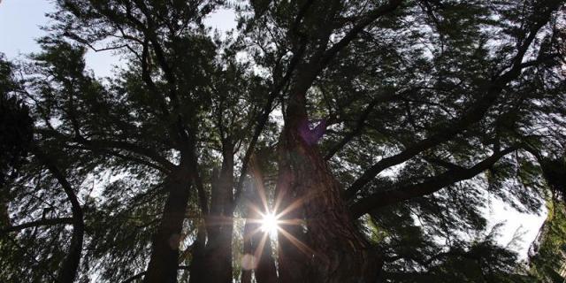 El ciprés calvo de El Retiro supera los 240 años y está en la flor de la vida 