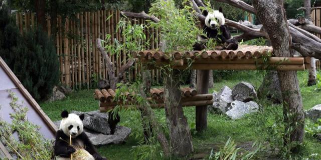 Cumpleaños de Chulina, la osa panda del Zoo de Madrid