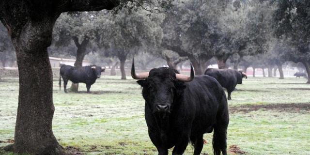 La Fundación Toro de Lidia pretende recuperar plazas inactivas con autofinanciación