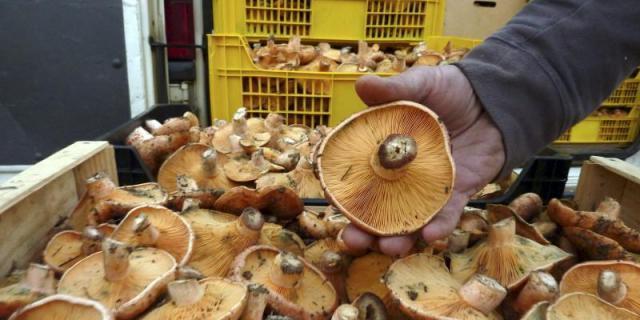 Prudencia con las intoxicaciones al recoger setas, piden los Agentes Forestales