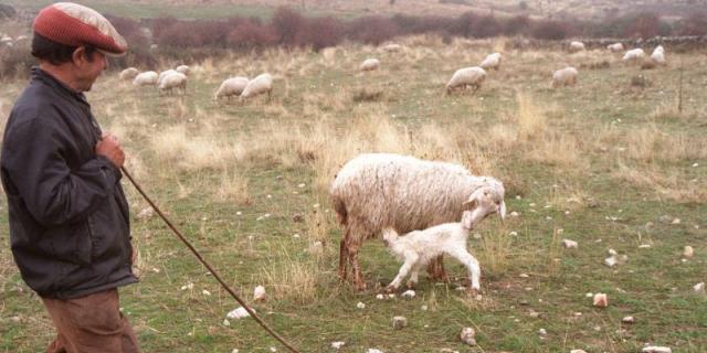 El pastoreo para prevenir incendios emplea a 10.000 animales en 28 pueblos de la región