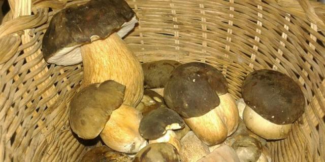 Moralzarzal da a conocer su gastronomía con sus IV Jornadas de caza y setas