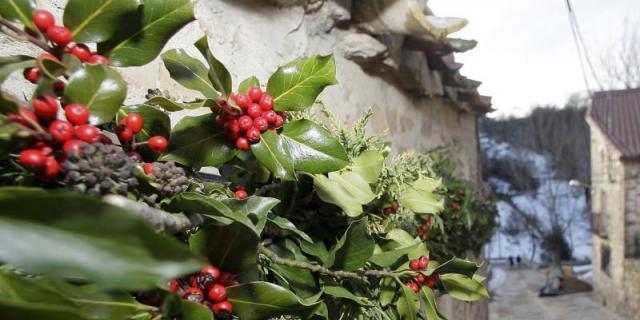 Está prohibido en la región recoger musgo, acebo y tejo para los adornos navideños